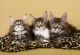 Maine Coon Cats for sale in Philomath, OR 97370, USA. price: NA