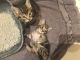 Maine Coon Cats for sale in El Paso, TX 88534, USA. price: NA