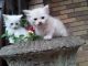 Maine Coon Cats for sale in Austin, TX, USA. price: NA