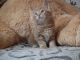 Maine Coon Cats for sale in Phoenix, AZ, USA. price: $500
