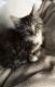 Maine Coon Cats for sale in Greensboro, NC, USA. price: NA