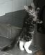 Maine Coon Cats for sale in Kansas City, MO, USA. price: $500