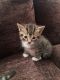 Maine Coon Cats for sale in Columbus, OH, USA. price: $500