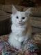 Maine Coon Cats for sale in Huntsville, AL, USA. price: $500