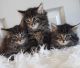 Maine Coon Cats for sale in Philadelphia, PA, USA. price: $500