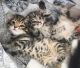 Maine Coon Cats for sale in Minneapolis, MN, USA. price: $500