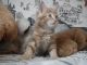 Maine Coon Cats for sale in Jackson, MS, USA. price: $500