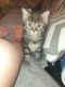 Maine Coon Cats for sale in San Francisco, CA, USA. price: $500