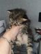 Maine Coon Cats for sale in Little Rock, AR, USA. price: $500