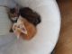 Maine Coon Cats for sale in Providence, RI, USA. price: $500