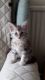 Maine Coon Cats for sale in Charleston, WV, USA. price: $500