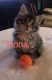Maine Coon Cats for sale in Seattle, WA, USA. price: $600