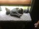 Maine Coon Cats for sale in Martinsburg, WV, USA. price: $50