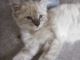 Maine Coon Cats for sale in Orlando, FL, USA. price: $375