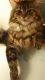Maine Coon Cats for sale in Albuquerque, NM, USA. price: $600