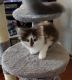 Maine Coon Cats for sale in Port Orange, FL, USA. price: $600