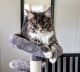 Maine Coon Cats for sale in Port Orange, FL, USA. price: $1,600