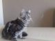 Maine Coon Cats for sale in Pleasant Grove, UT, USA. price: $1,400