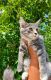 Maine Coon Cats for sale in Brighton, CO, USA. price: $1,800