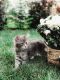 Maine Coon Cats for sale in Chicago, IL, USA. price: $1,700