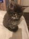 Maine Coon Cats for sale in Charlottesville, VA, USA. price: NA
