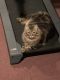 Maine Coon Cats for sale in Stratford, CT, USA. price: $30