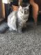 Maine Coon Cats for sale in Rockford, MI, USA. price: $300