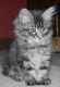 Maine Coon Cats for sale in Colorado Springs, CO, USA. price: NA