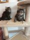 Maine Coon Cats for sale in Austin, TX 78741, USA. price: NA