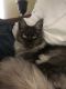 Maine Coon Cats for sale in Dania Beach, FL, USA. price: NA