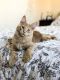 Maine Coon Cats for sale in Chicago, IL, USA. price: $1,700