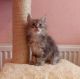 Maine Coon Cats for sale in New York Mills, MN 56567, USA. price: $500