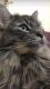 Maine Coon Cats for sale in Las Vegas, NV 89178, USA. price: $50