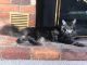 Maine Coon Cats for sale in Roanoke, VA, USA. price: $1,300