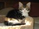Maine Coon Cats for sale in Helena, MT, USA. price: NA
