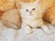 Maine Coon Cats for sale in 1522 Medford Dr, Charlotte, NC 28205, USA. price: $500