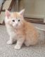 Maine Coon Cats for sale in Mecklenburg County, NC, USA. price: $500