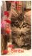 Maine Coon Cats for sale in Seattle, WA, USA. price: $600