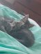 Maine Coon Cats for sale in Muscatine, IA 52761, USA. price: NA