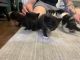 Maine Coon Cats for sale in Lacey, WA 98513, USA. price: NA