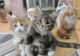 Maine Coon Cats for sale in Atlanta, GA, USA. price: $400
