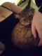 Maine Coon Cats for sale in Melrose Park, IL, USA. price: $85