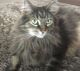 Maine Coon Cats for sale in Saugus, MA, USA. price: $150