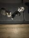 Maine Coon Cats for sale in Opa-locka, FL, USA. price: NA