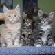 Maine Coon Cats for sale in Los Altos Hills, CA, USA. price: $600
