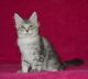 Maine Coon Cats for sale in Ohio City, Cleveland, OH, USA. price: NA