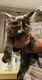 Maine Coon Cats for sale in Poughkeepsie, NY, USA. price: NA