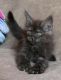 Maine Coon Cats for sale in Boston, MA, USA. price: $2,200