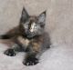 Maine Coon Cats for sale in Boston, MA, USA. price: $2,000