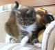 Maine Coon Cats for sale in Boston, MA, USA. price: $2,000